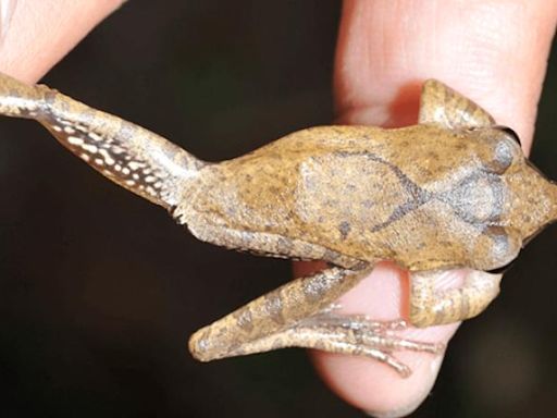 外來種斑腿樹蛙幾乎擴散全台 林試所：加強原生蛙保護復育