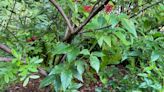 Green Gardening: All hail the maypop, Garden Club of America's native plant of the year