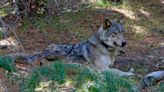 Oregon wolf population stagnating; population growth low since 2020