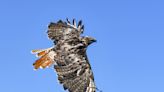 Got mice? Your pest control measures might kill birds of prey in your neighborhood, too.