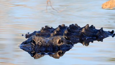 An alligator was caught on video swimming off Lake Erie's shore. Now the search in Pennsylvania is on.