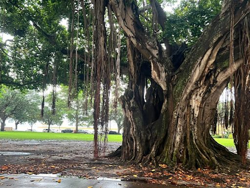 4, including 3 minors, struck by lightning while under tree in downtown St. Pete: First responders