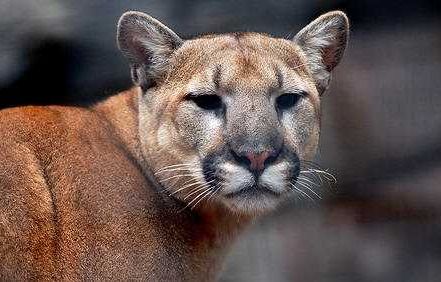 Multiple mountain lions spotted in El Dorado County recently, sheriff's office says