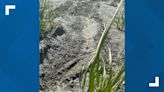 Snowy plover nest destroyed after driver ignores signs in Pacific County