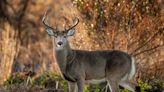 Chronic wasting disease found in Ford County deer: IDNR