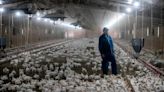 Charlotte Observer, N&O investigation of NC poultry farming wins more national awards