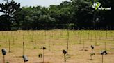 緯穎強化ESG佈局 宣布桃園植樹800棵 - 自由財經