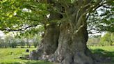Bid to save giant oak shows scale of threat - claim