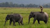 Studie: Asiatische Elefanten trauern um toten Nachwuchs und beerdigen ihn