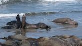 What’s that sound? Elephant seal bulls are back in full force at SLO County beach