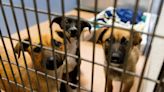 Shelters overwhelmed with animals, prompting first ever ‘state of emergency’ declaration