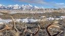 Shed Antler Poacher Busted with More Than 1,000 Pounds of Rack. He’s Now Banned from Wyoming Federal Lands