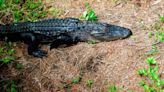 SC Gator hunting season is coming: Monday is deadline to enter public hunt drawing