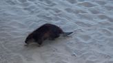 Just in: Beaver spotted on Pismo Beach