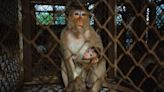 ‘Monkey city’ tattoos and sterilises macaques to end their rein of terror