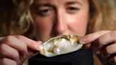 Abernethy Pearl expected to fetch up to £60,000 at auction