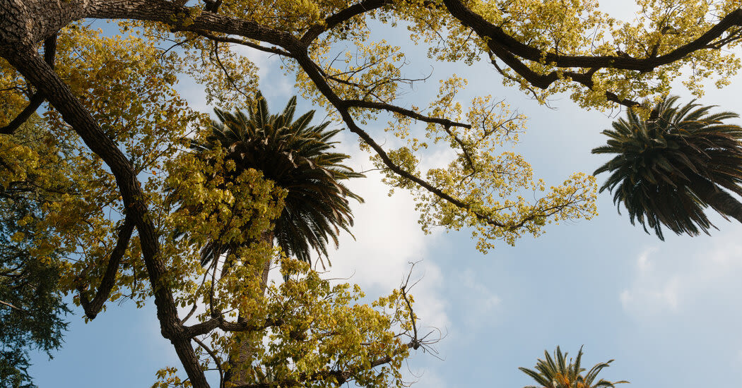 To Discover L.A.’s Neighborhoods, Let the Trees Be Your Guide