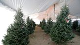 Christmas is coming: Here are a few spots in Volusia and Flagler to find a real Christmas tree