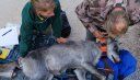 Colorado Wolf Pack Captured and Relocated to “Secure Enclosure” Following Conflicts with Ranchers