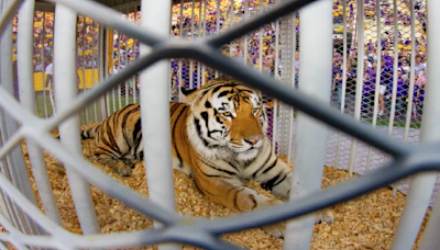 Gov. Landry wants LSU to bring its live tiger mascot back to football games