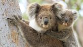 Video of Sleepy Mama Koala Cuddling Her Baby Is Full of So Much Love