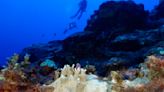 ‘Crazy’ ocean heat bleaching corals so perilously, scientists hope for hurricanes to cool things off