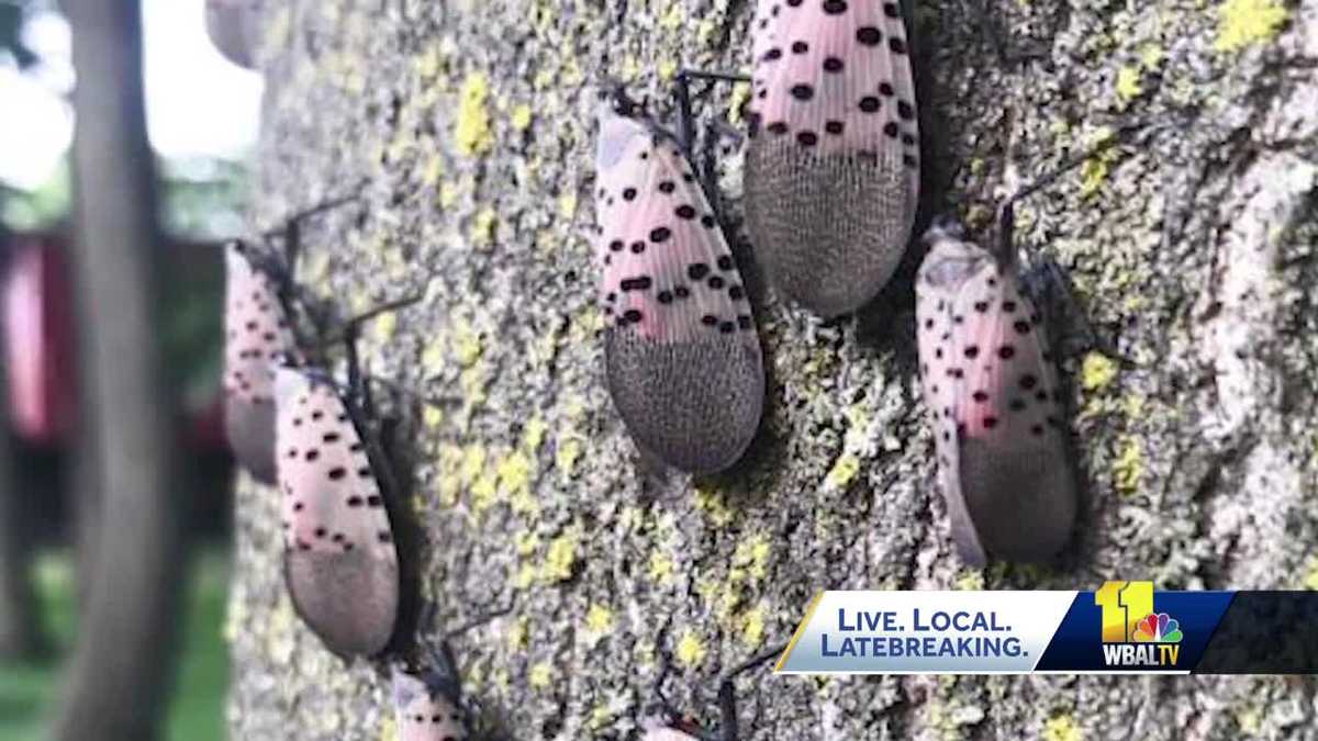 Invasive spotted lanternfly expected to last until first freeze