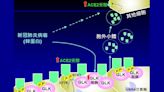 國衛院發現新冠病毒快速感染機制 有助研發藥物與疫苗