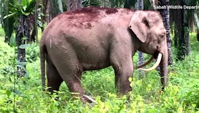 Bornean elephants endangered due to human activity, wildlife experts say