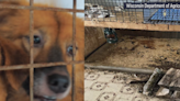 'Puppy mills view the dogs as livestock'; Ten Wisconsin breeders named in 'Horrible Hundred' report