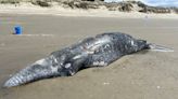 'Killer whale predation': Gray whale washes up on Oregon beach covered in tooth marks