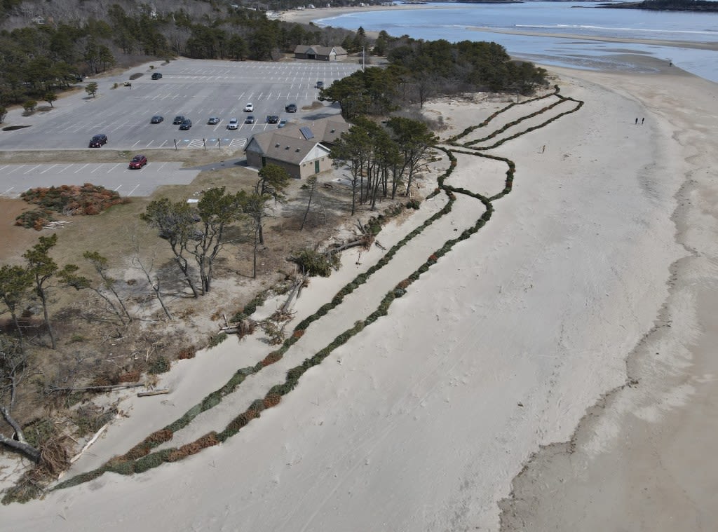 Has Popham’s effort to save dunes with Christmas trees paid off?
