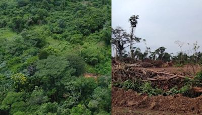 Las medidas anunciadas por Dina Boluarte para proteger la Amazonía frente al cambio climático y las economías ilegales