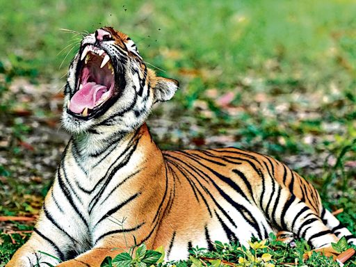 Farmer injured in 3rd tiger attack in Kheri