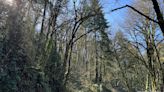 33K lose power in Northeast Portland after beaver drops tree on transmission line - Portland Business Journal