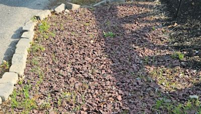 My gravel was littered with pesky weeds - a three part solution banished them