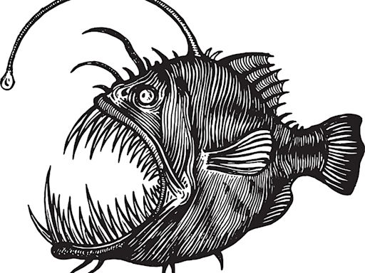 Some Anglerfish 'Permanently Mate' and Become a Single Being