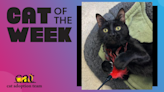 Cat Of The Week: Louie (Adopt Me) | Z100 Portland | Maui