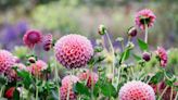 6 Common Types of Dahlias to Choose From for Your Garden or Bouquet