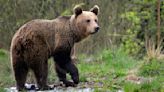 Horror as teenage tourist is attacked by a bear in Romania