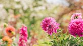 How to grow dahlias in pots so they absolutely thrive all autumn