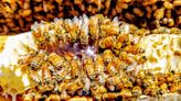 Garden Mastery: California's honeybee swarming season is moving in