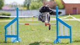 Eagle Scout Builds Agility Course for Local Dogs