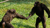 Toddler Chimpanzees Adorably Play Chase Just Like Human Kids