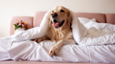 Golden Retriever Relaxing in Her Brand New Bedroom Is Beyond Cute