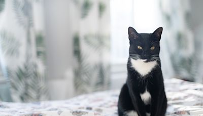 Tuxedo Cat Startles Mom By Sneaking Into Freezer and Sparks Hilarious Response