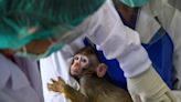 Why Big Pharma can’t quit the lab monkey business