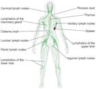 Lymphatic system