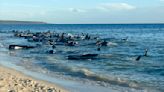 Over 100 beached pilot whales have been rescued, officials say