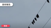 【錯誤】網傳影片「緊鄰美國俄亥俄州的印第安納州出現奇觀，一些鳥好像呼吸到了毒氣，身體僵硬倒掛在電線上，有些還被吹落到地上了」？